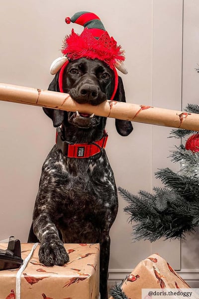 Wrapping Paper 3 Metre - Pheasant Wrap