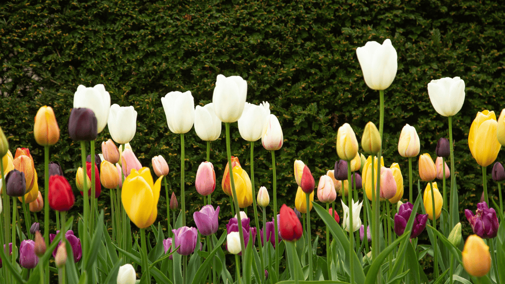 Colourful red, yellow, white, pink and purple tulips growing in a spring garden