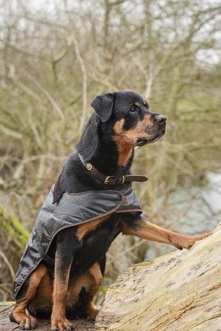 Jersey de perro de cera