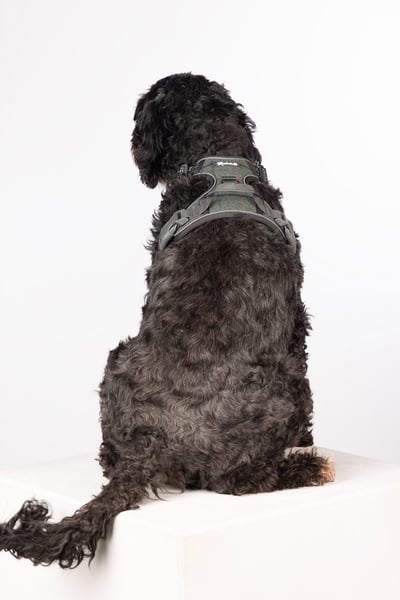 Harnais réfléchissant pour chien - Yapham - Blue Tweed