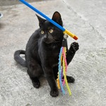 Cat Toys & Scratching Posts