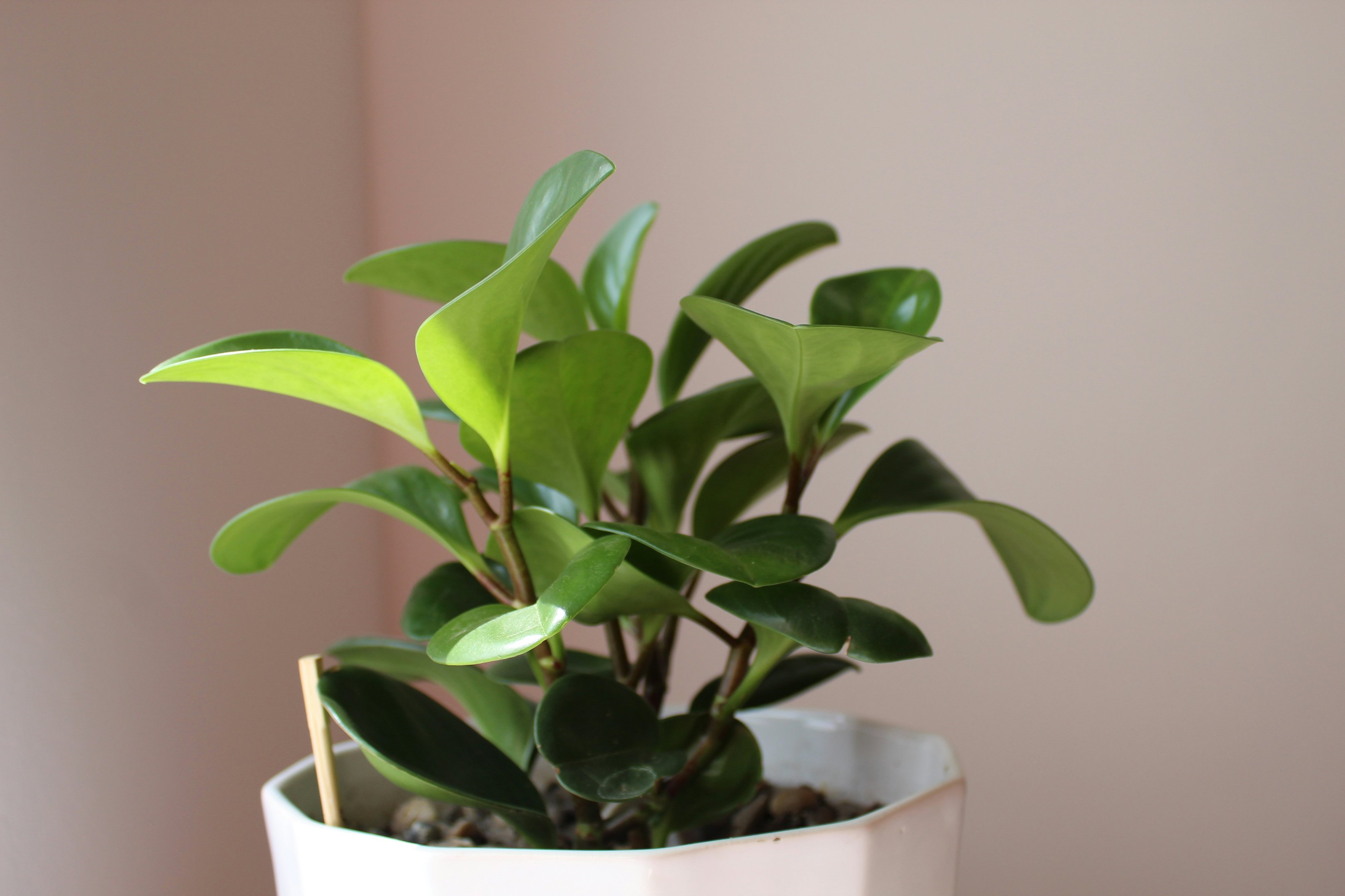 Easy-care indoor houseplant suitable for low-light conditions