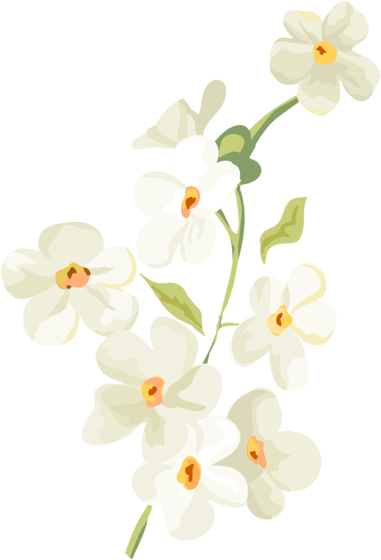 Homepage Decoration Image 1