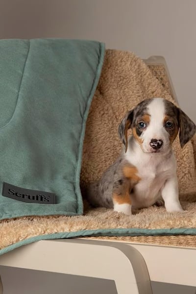 Scruffs Snuggle Dog Blanket - Green