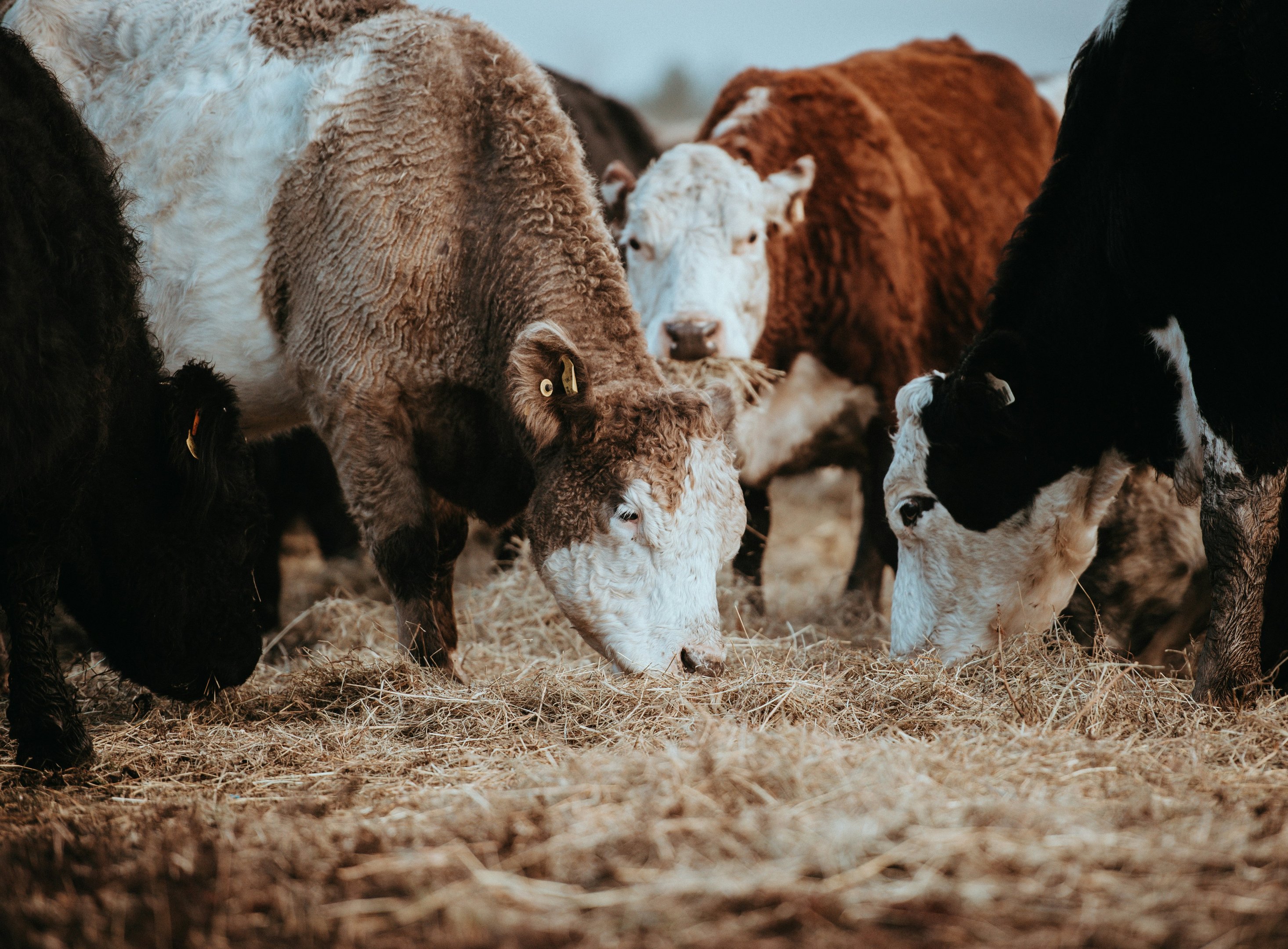 Cattle grazing