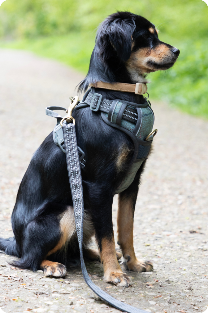 DOG HARNESSES