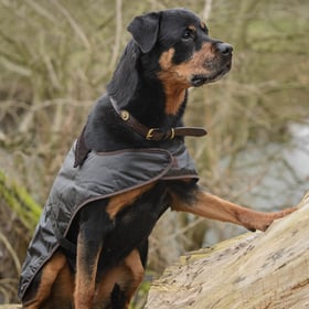 How to Measure a Dog for a Coat