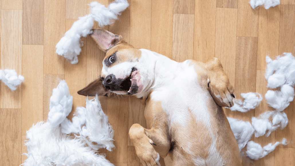 Dog lying on the floor after destroying a toy