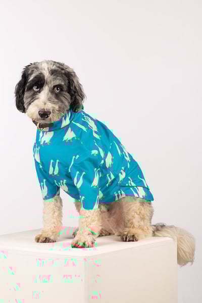 Patterned Dog Raincoats - Yapham - Blue Ducks