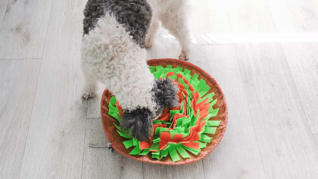 Poodle cross sniffing out treats inside a snuffle mat
