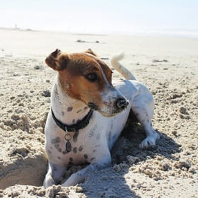 Dog Friendly Beaches in Norfolk