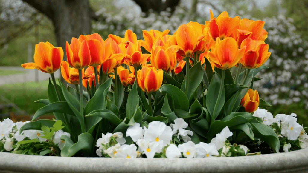 Bright orange tulips flowering in a large garden planter surrounded by white flowers