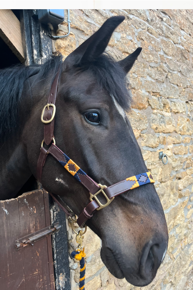 Polo Head Collar