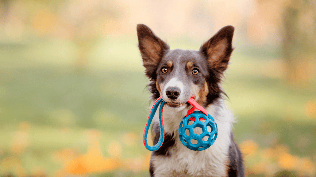 Brown border collie with a ball