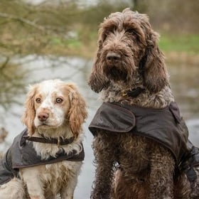 The Best Working Dog Coats & Jackets