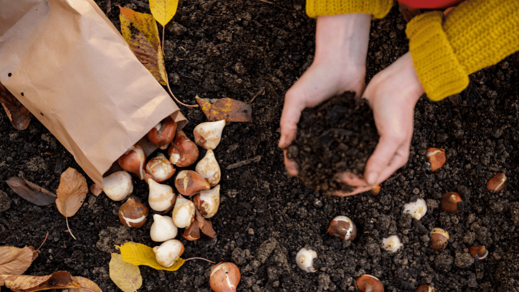 Hands planting tulip bulbs in garden soil ready for a colourful spring display