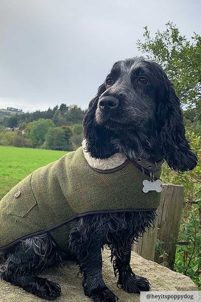 Tweed Dog Coat - Heathland