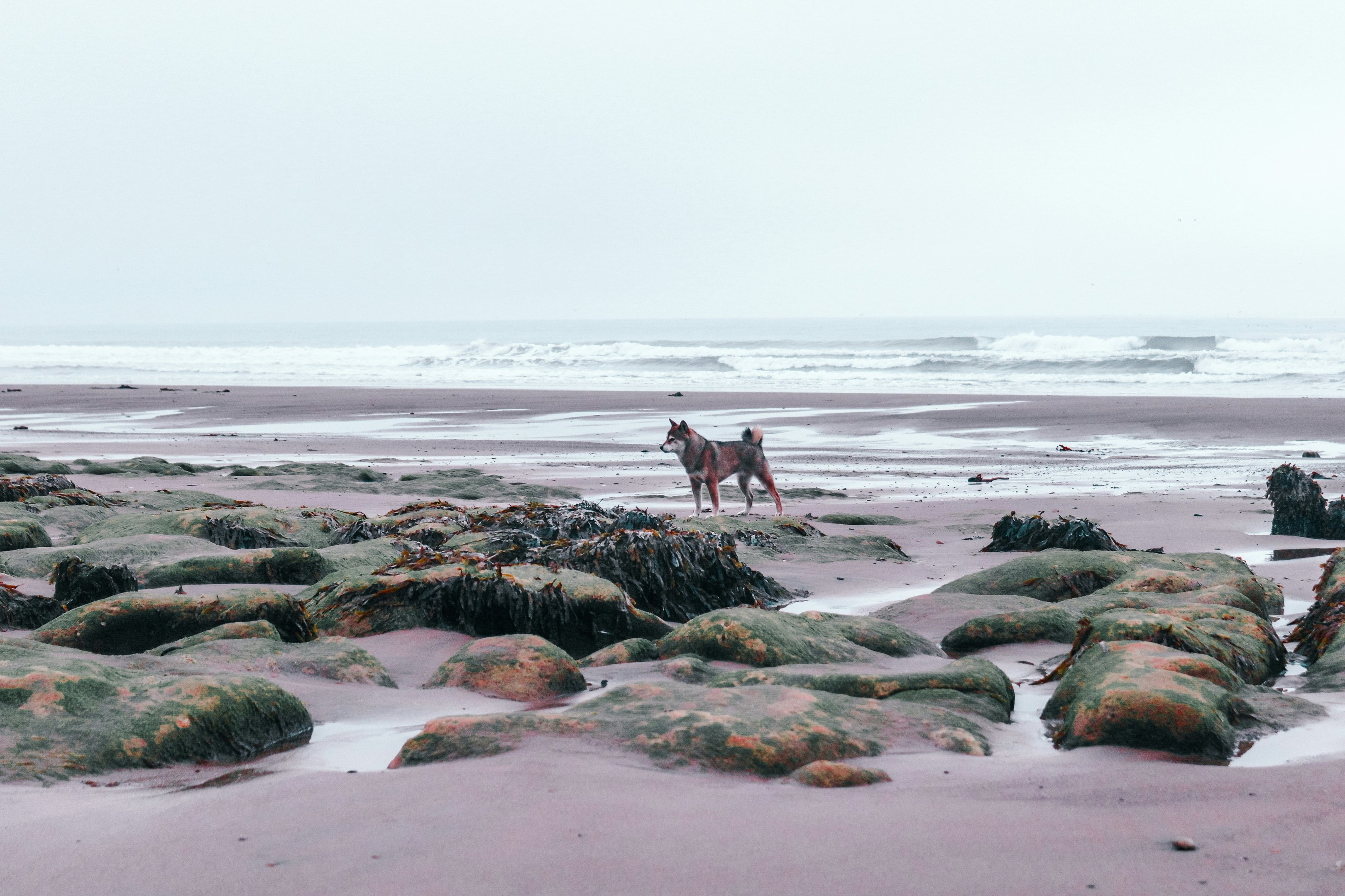Chien debout sur une plage rocheuse du Yorkshire, avec des vagues qui se brisent au loin.