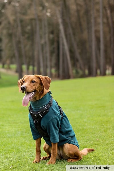 Jersey de lana para perros - Yapham - verde azulado