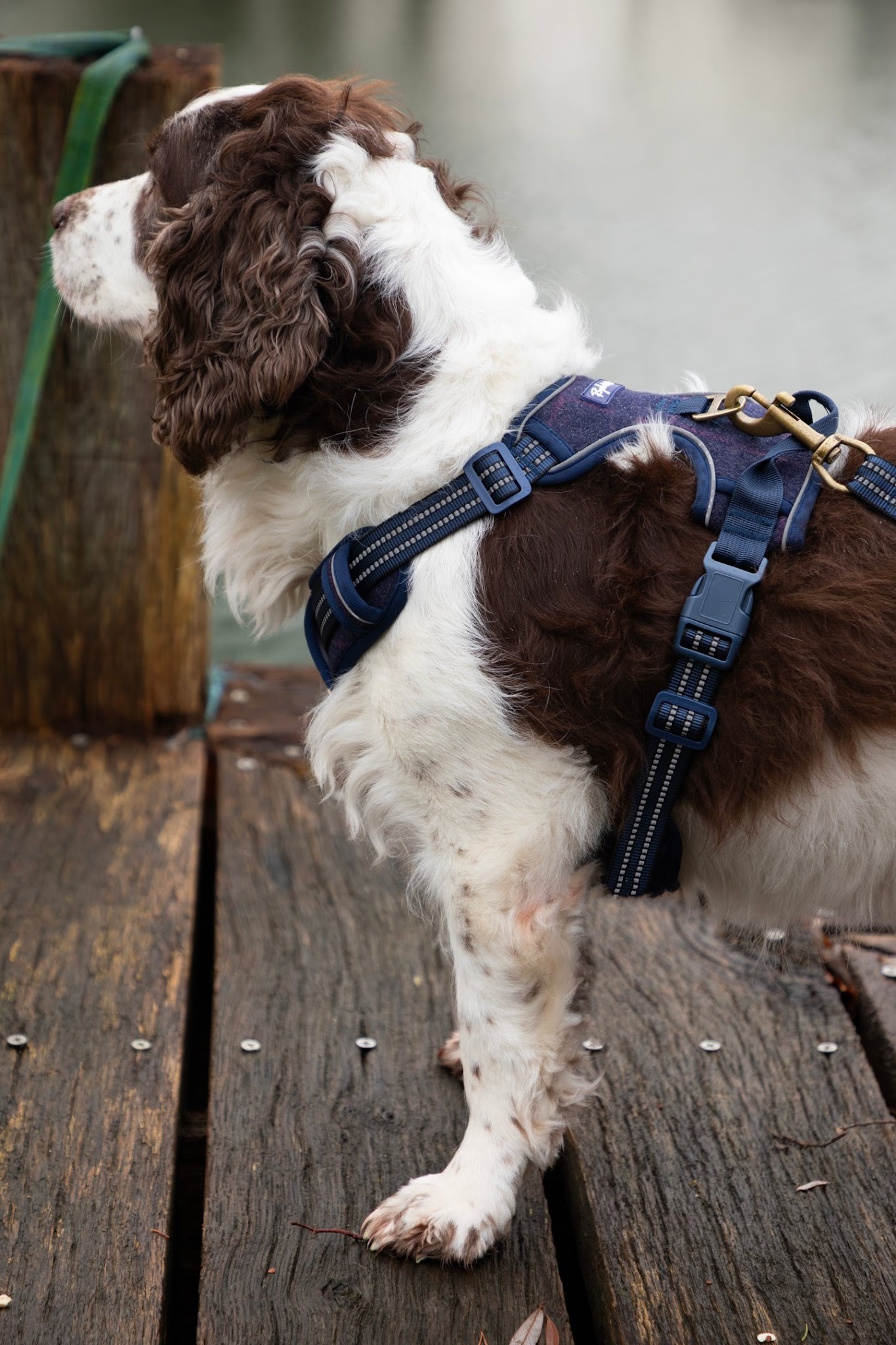 Navy harness with lead attached