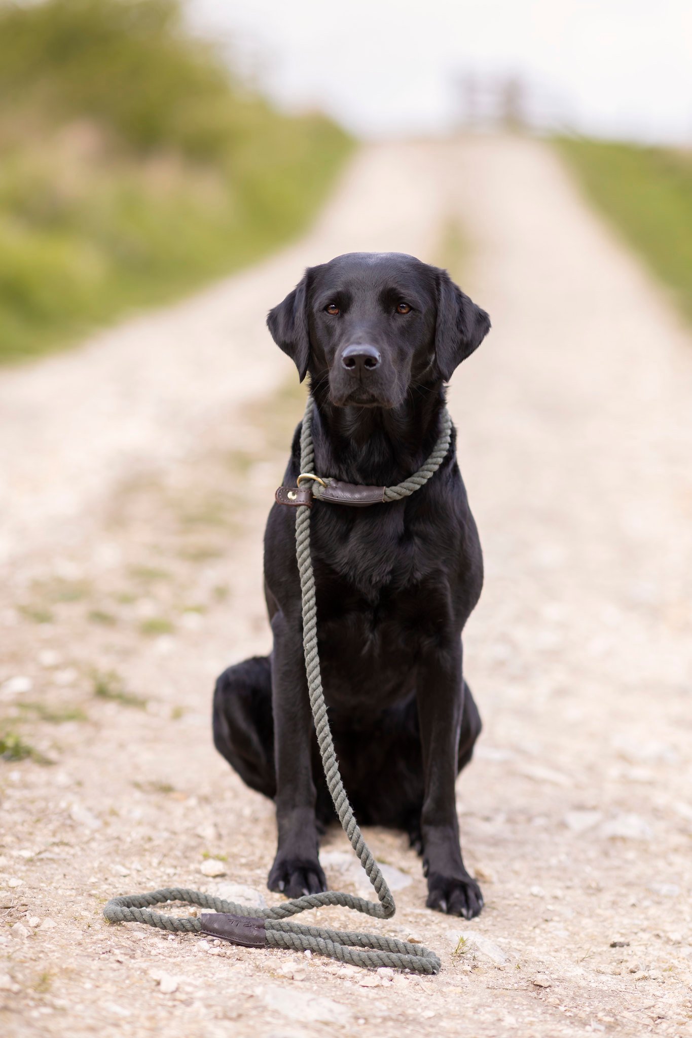Schwarzer Labrador an einer Strickleine in ländlicher Umgebung.