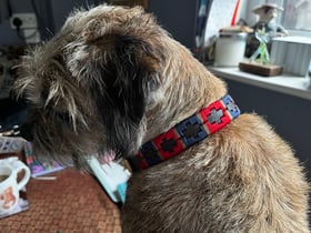 Polo Dog Collar
