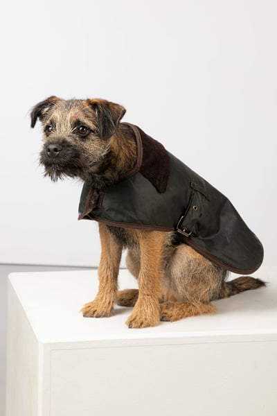 Wax Dog Coat - Olive