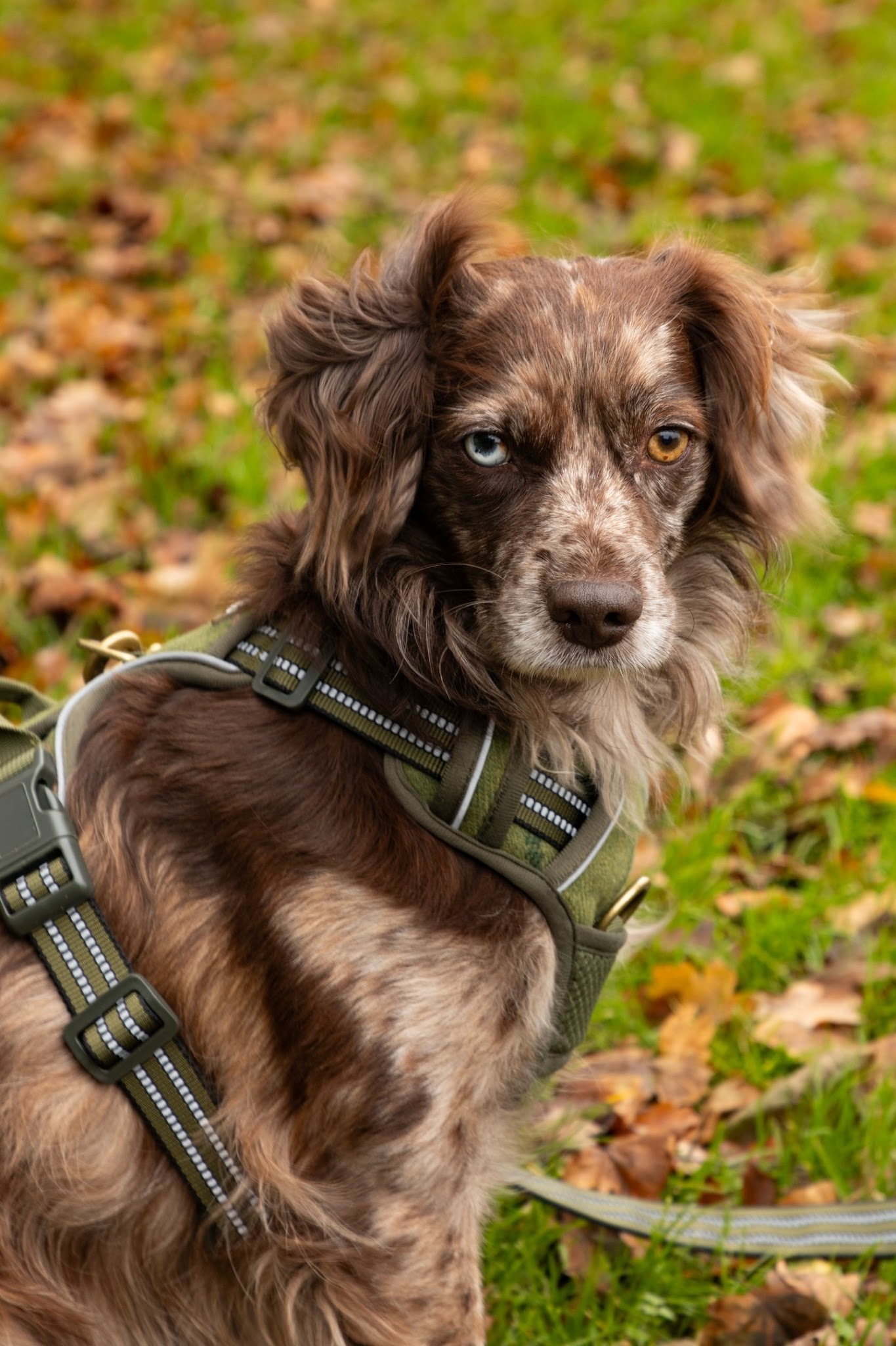 Olive dog harness