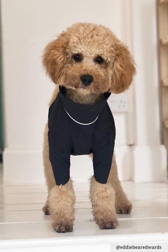 Medium sales dog raincoat