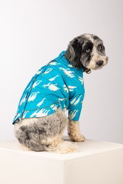 Patterned Dog Raincoats - Yapham - Blue Ducks