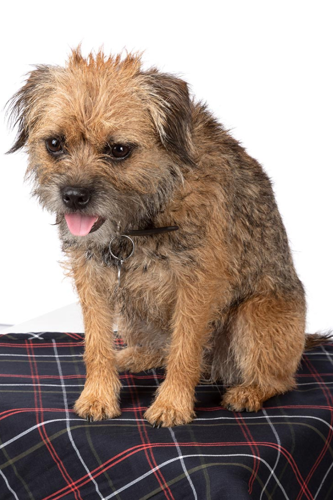 Fleece Dog Blanket - Yapham
