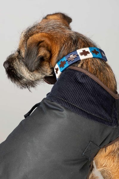 Collier pour chien Polo Belt - Bleu/Blanc/Marine