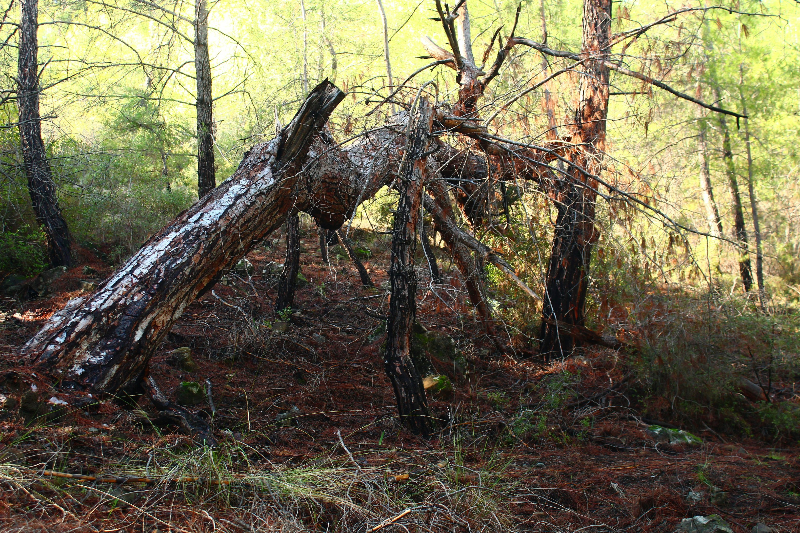 Fallen tree and broken branches in woodland showing storm damage.