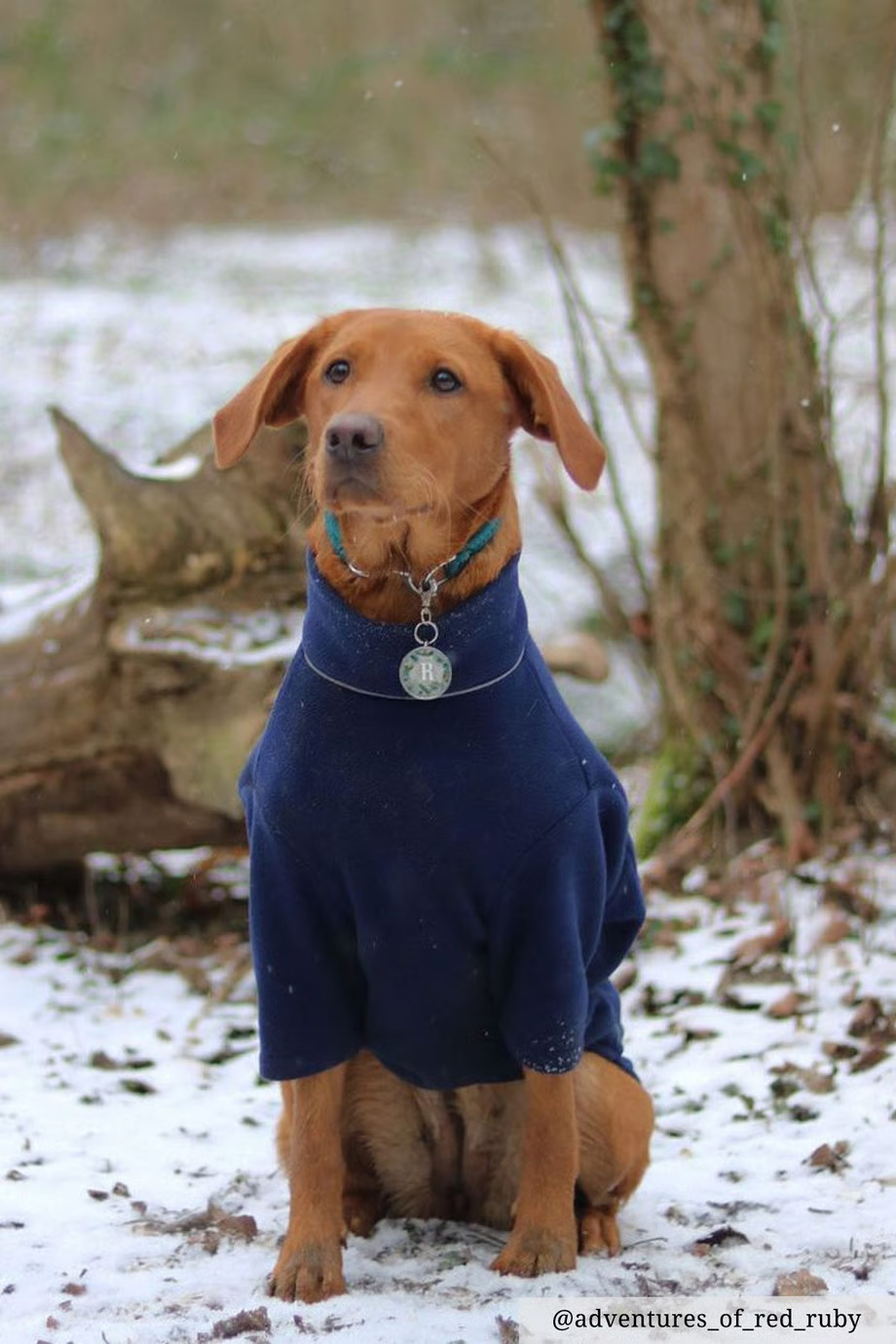 Ein roter Labrador trägt im Schnee einen kuscheligen Fleece-Hundepullover.