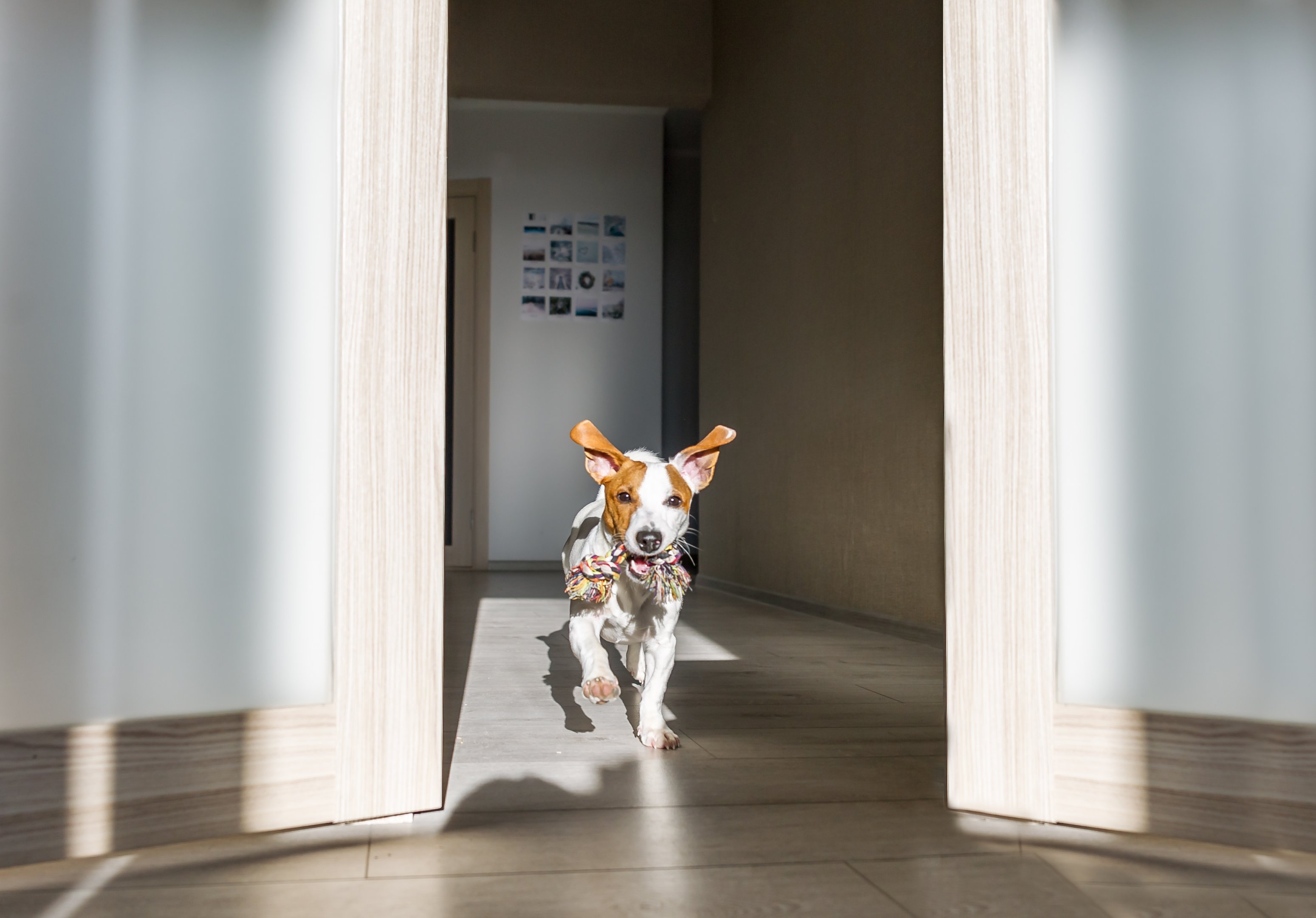 Small dog running into a hallway with a rope toy, showing how quickly pets return after cleaning