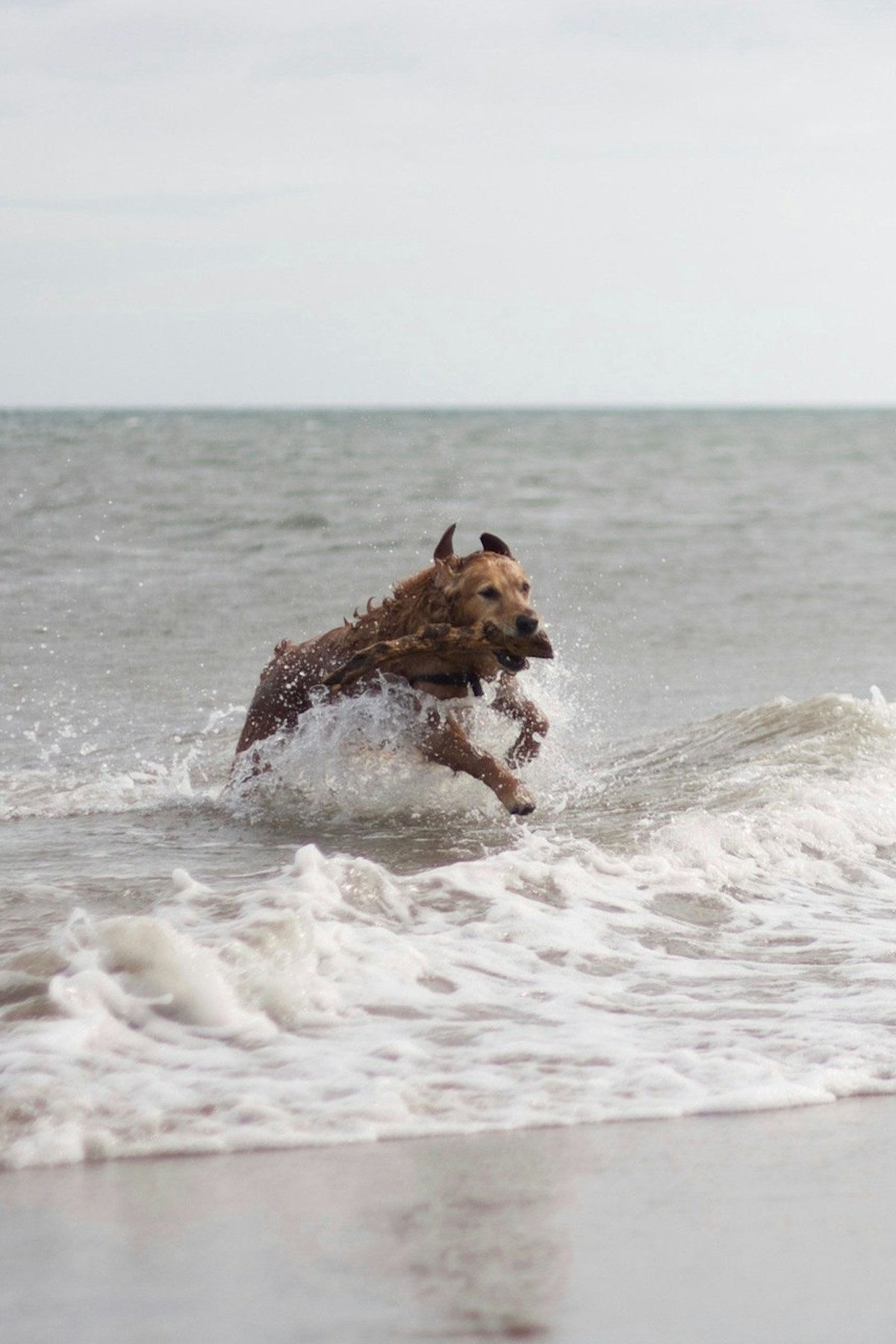 Norfolk Beach Dog Walks