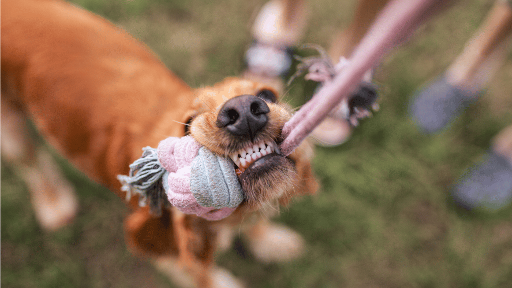 Spaniel playing with a mucky rope toy