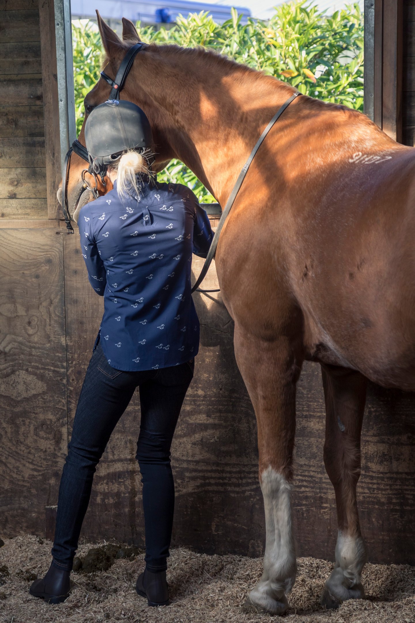 Horse in the stable