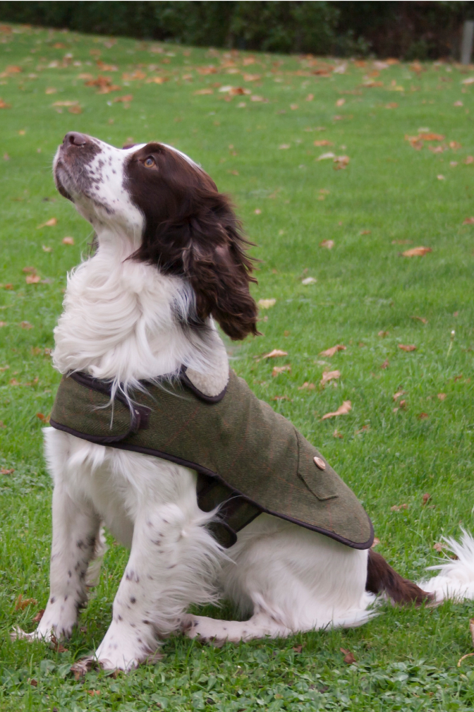 Tweed Dog Coat