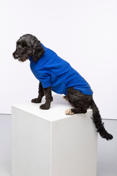 Jersey de lana para perros - Yapham - Azul