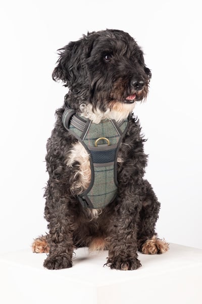 Harnais réfléchissant pour chien - Yapham - Blue Tweed