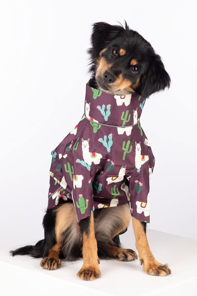 Spritzschutz für Hunde - Yapham - Lama