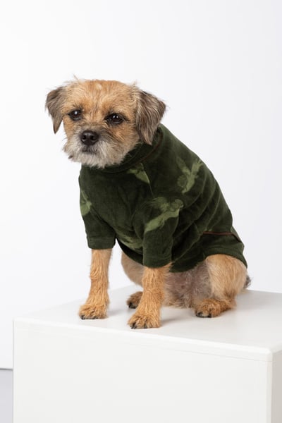 Puppy belt online cheap