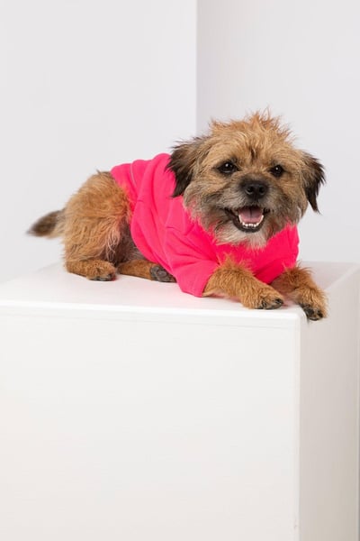 Neon-Fleece-Hundepullover – Yapham - Neon Pink