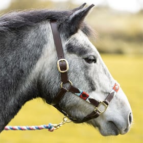 Halsbänder Image