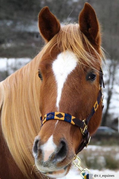 Polo Head Collar - Navy/Mustard