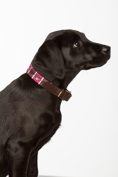 Collier pour chien Polo Belt - Berry/Damson/Sorbet