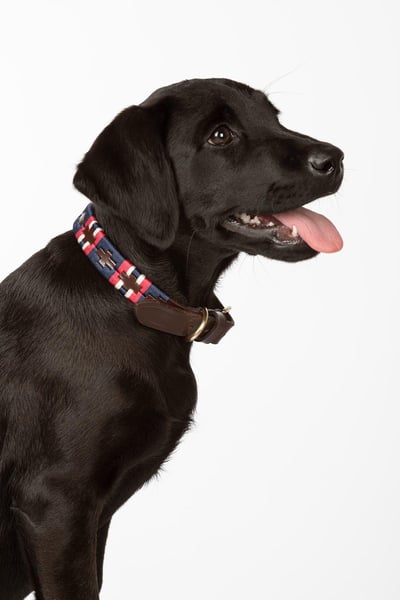 Collier pour chien Polo Belt - Bonbon/Marine/Blanc