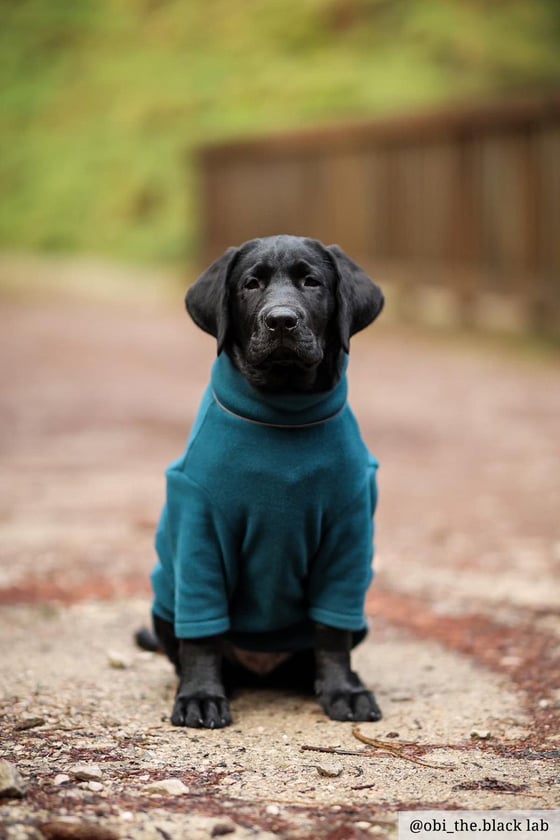 Fleece Dog Jumper - Yapham