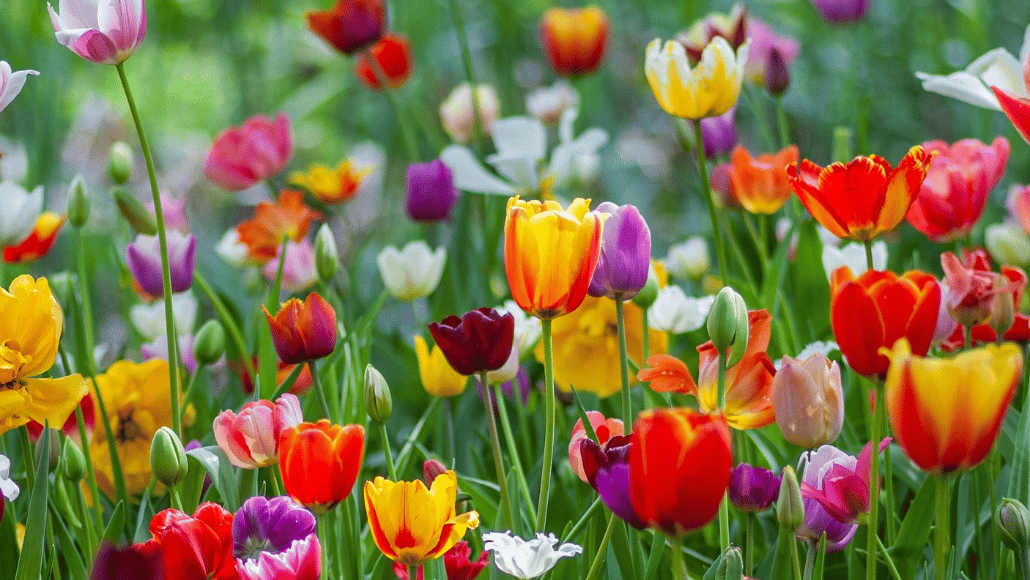 Colourful red, yellow, pink, purple and orange tulips flowering together in spring